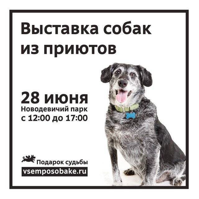 Кинологический клуб подарок судьбы - подарок судьбы