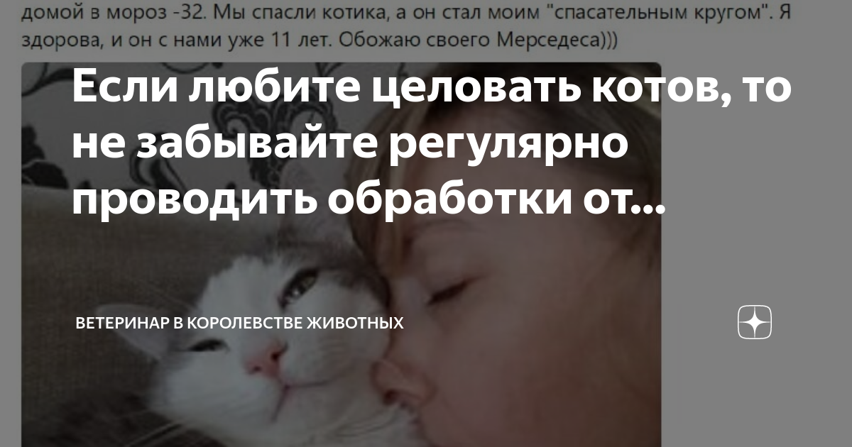Как не заразиться лишаем от кошки, можно ли заразиться, что делать при заражении, чем лечить?