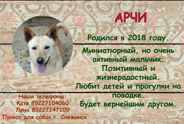 Что обозначает кличка арчи ⋆ онлайн-журнал для женщин