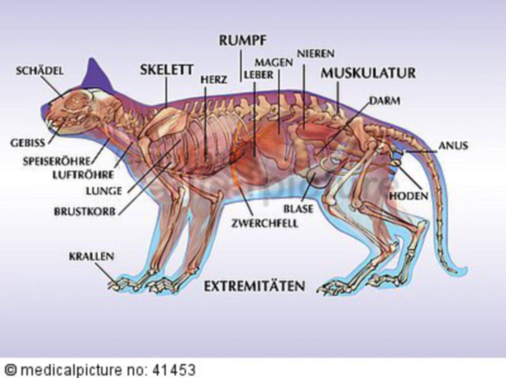 Анатомия кота – все, что нужно знать о строении животного
