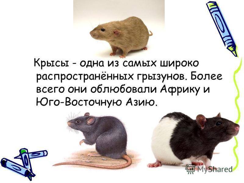 Различия между крысой и мышью: внешний вид и умственный способности