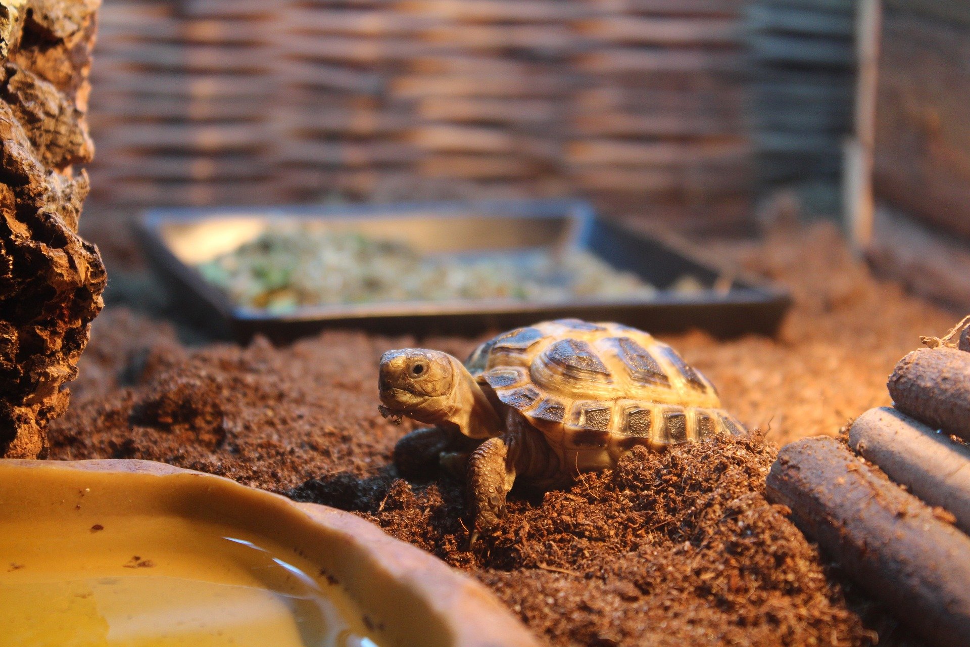 Черепахи в домашних условиях: сколько живут и как узнать их возраст