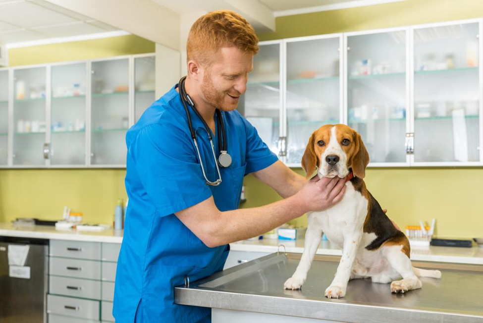 Que estudiar para ser veterinario