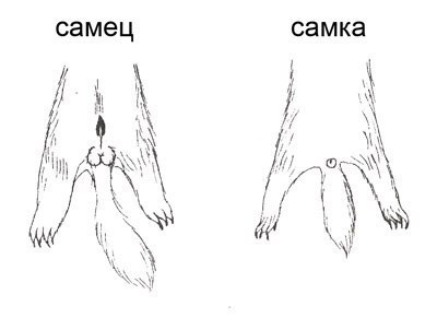 Как спариваются кролики схема