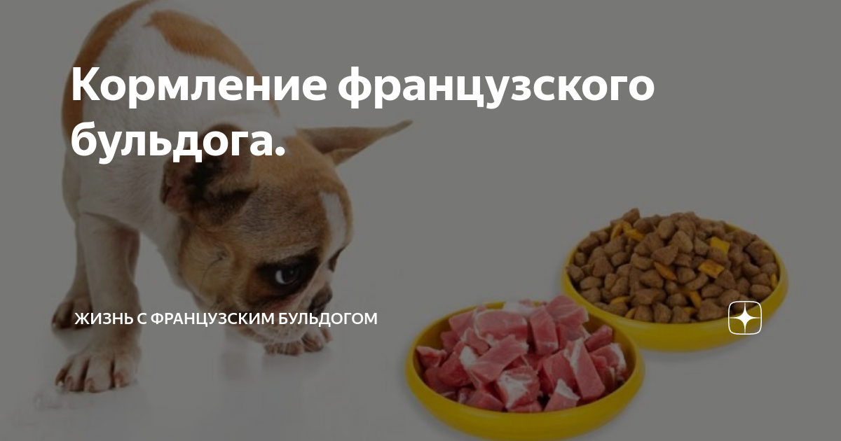 Можно ли собакам свинину – мясо и субпродукты: чем полезны, есть ли вред, как кормить