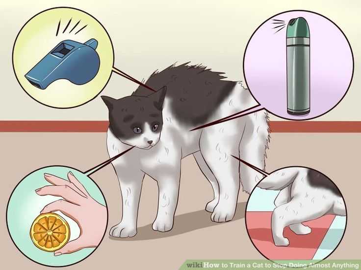 Как отучить кошку гадить в неположенном месте