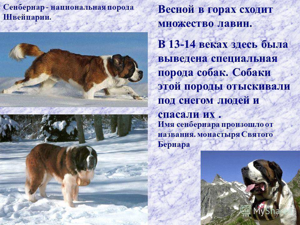 Сенбернар: характеристика породы, уход, содержание, преимущества и недостатки породы