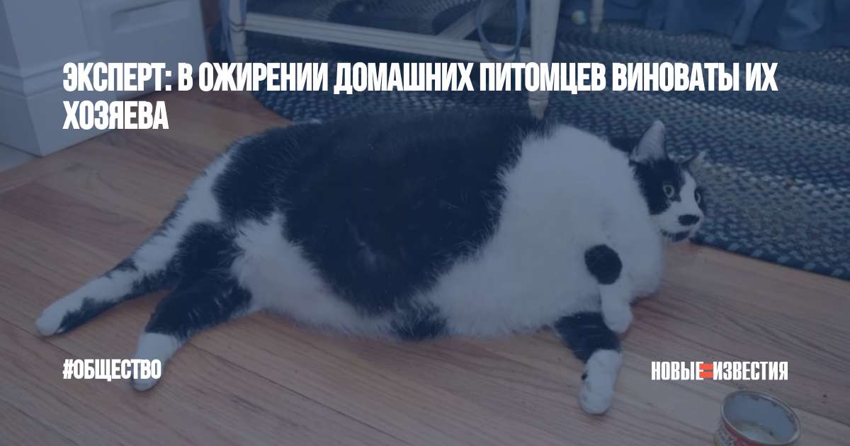 Борьба с ожирением домашних животных в великобритании