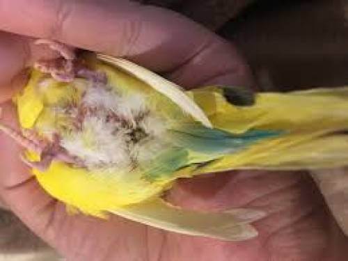 Правильное содержание попугаев. как избежать болезней попугая