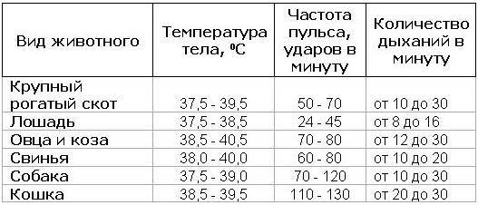 Температура тела — важный показатель физиологии собаки