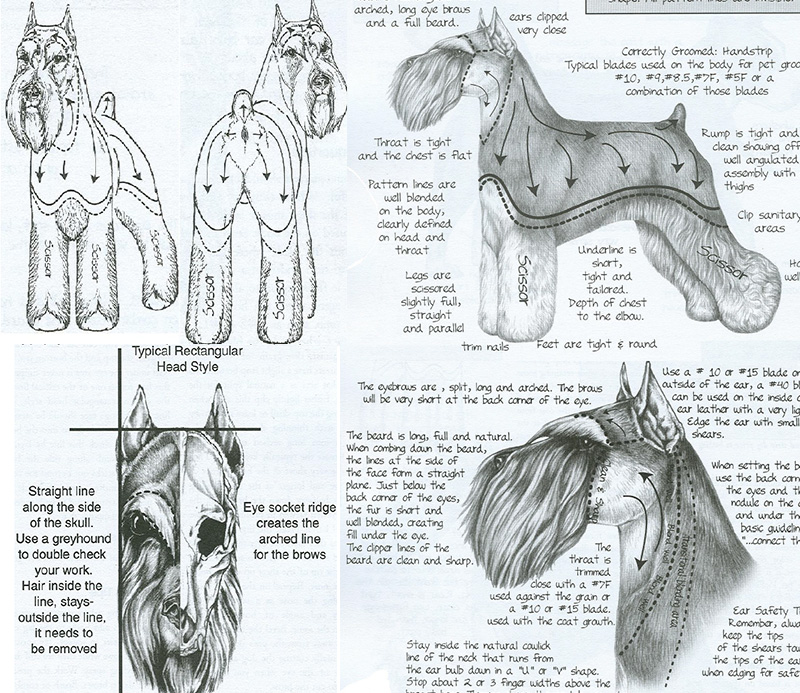 Схема стрижки головы цвергшнауцера