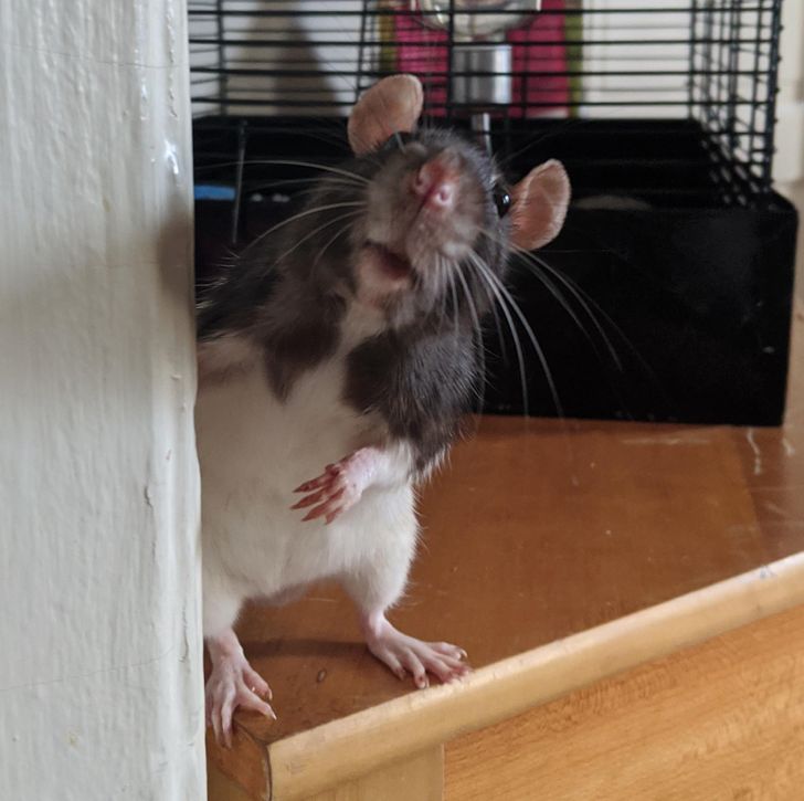 Все о декоративных крысах дамбо: сколько живут, как за ними ухаживать и содержать