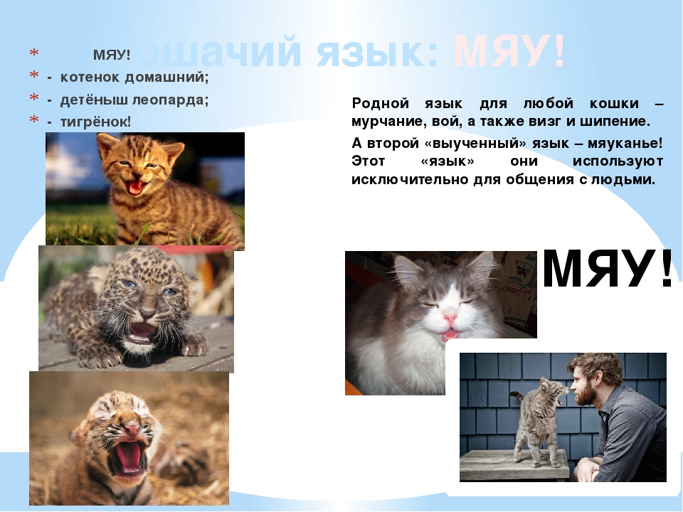 Что означает кошачье «мяу»
