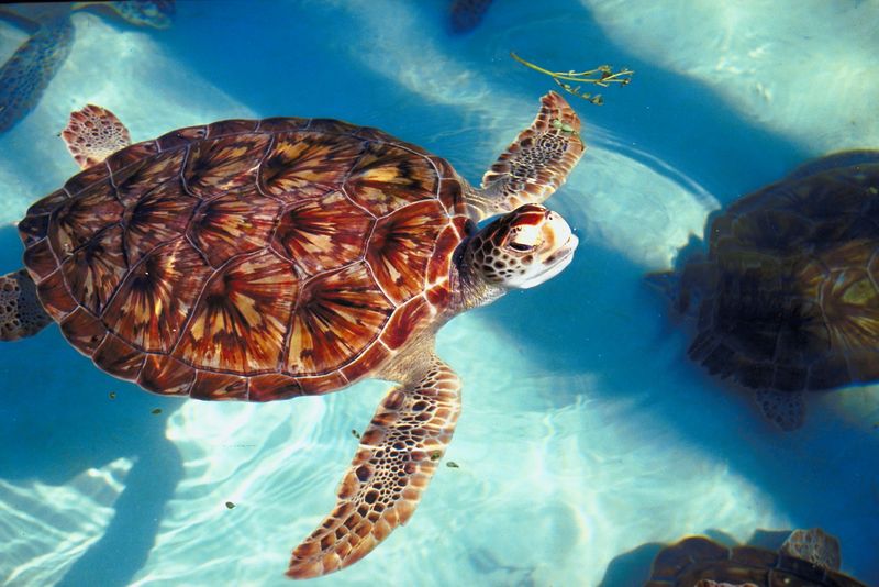 Скорость морской черепахи. Морская черепаха. Черепашонок морской черепахи. Водная черепаха морская. Черепаха плавает.