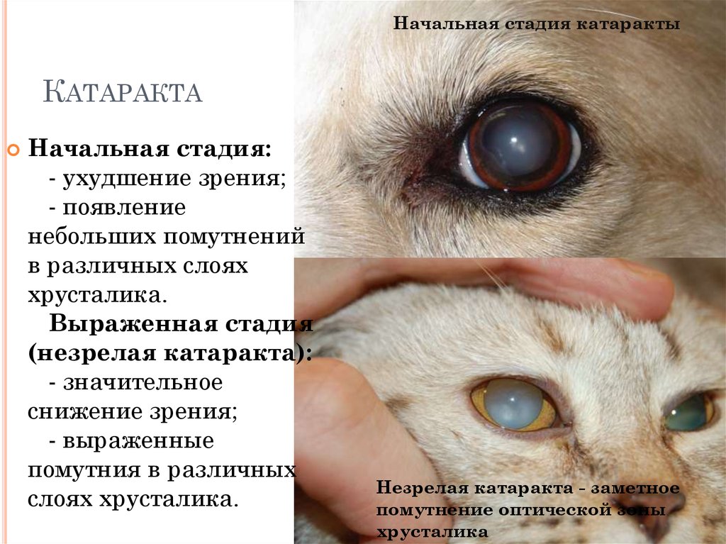 Катаракта у кошек, причины возникновения катаракт у котов и кошек