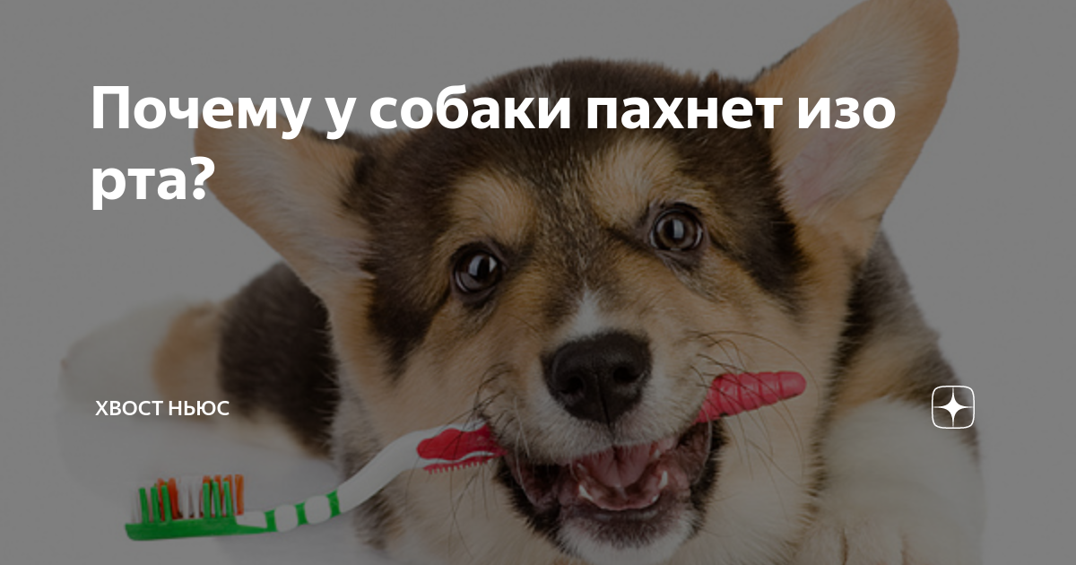 Неприятный запах изо рта у собаки - zoosecrets