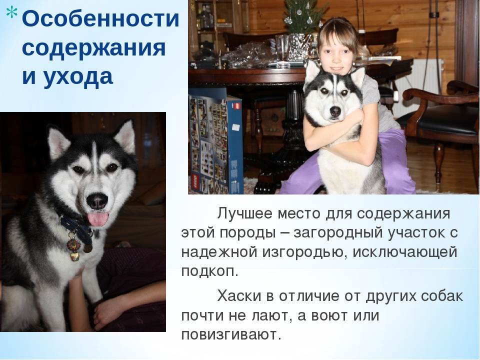 Содержание сибирского хаски в квартире и частном доме