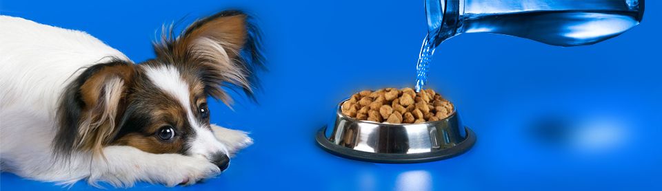Как правильно размачивать сухой корм собакам