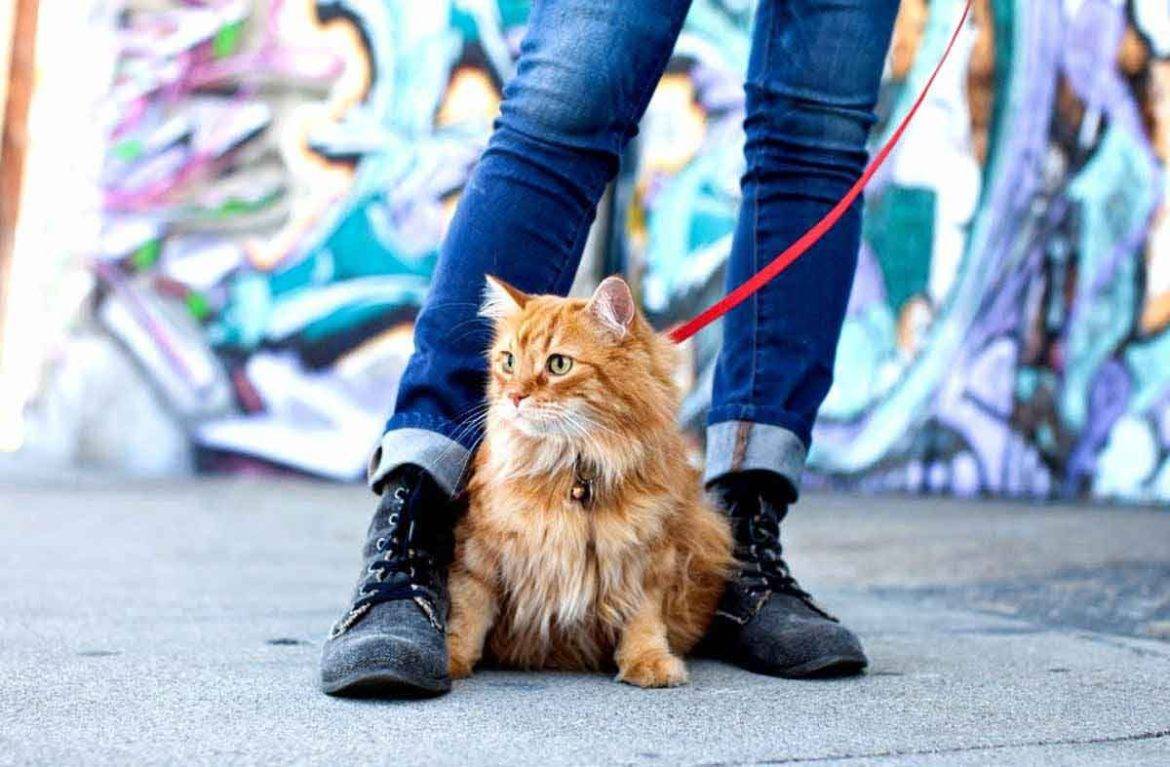 Кошка и улица: кто кого? - что делать, если кошка просится на улицу, приучение и отучение от улицы, прогулка зимой и летом -всё о кошках и котах