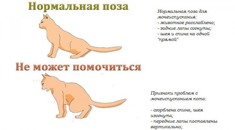 Моча котенка. Поза мочеиспускания у кошек. Нормальная поза кот. Поза кошки при мочеиспускании.