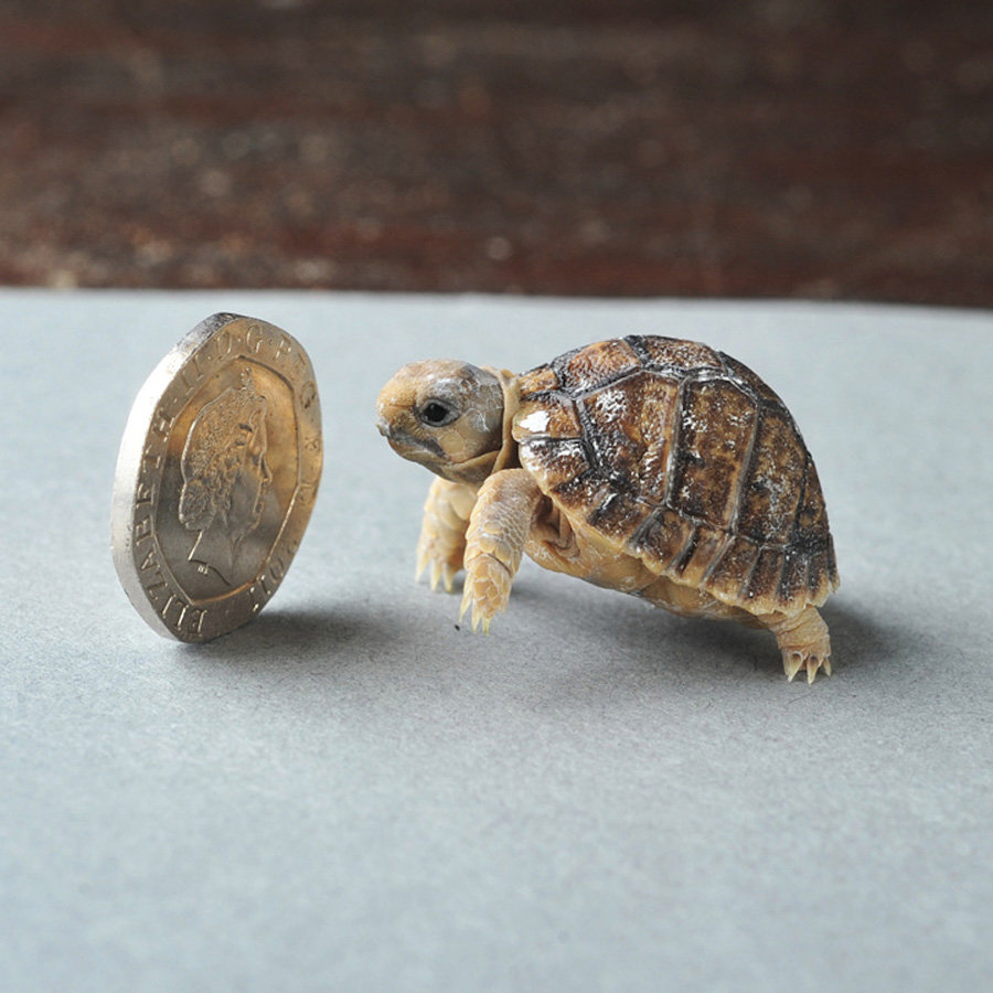 Самые маленькие черепахи в мире (фото)