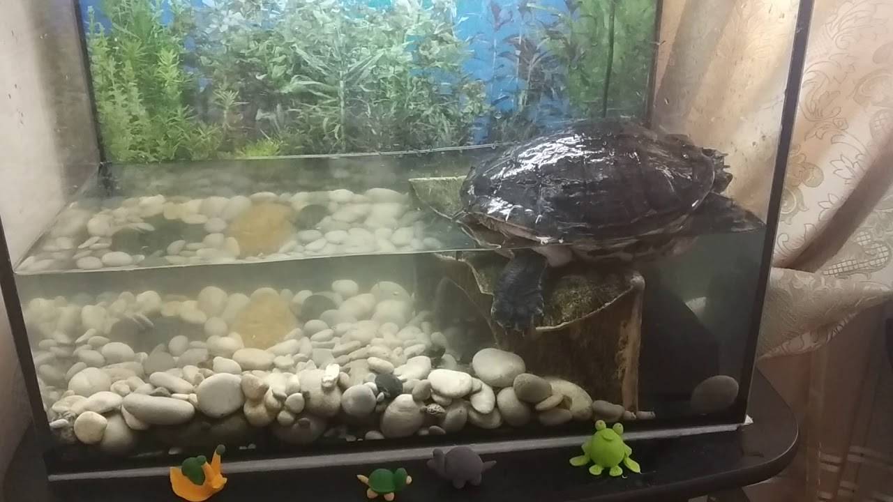 Менять воду черепахе. Фильтр в аквариум для красноухой черепахи. Красноухая черепаха 2 лампы. Акватеррариум для красноухой черепахи. Аквариум для Болотной черепахи.