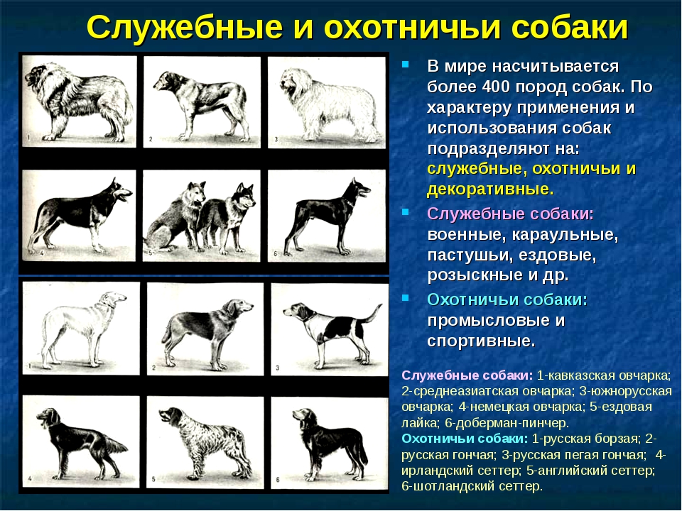 Породы собак биология. Служебные собаки. Разновидности служебных собак. Служебные собаки разных пород. Классификация служебных пород собак.