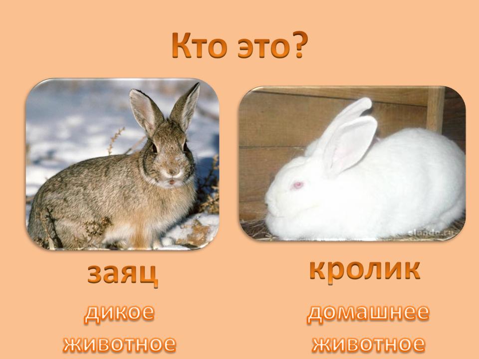 В чем разница между кроликом и зайцем