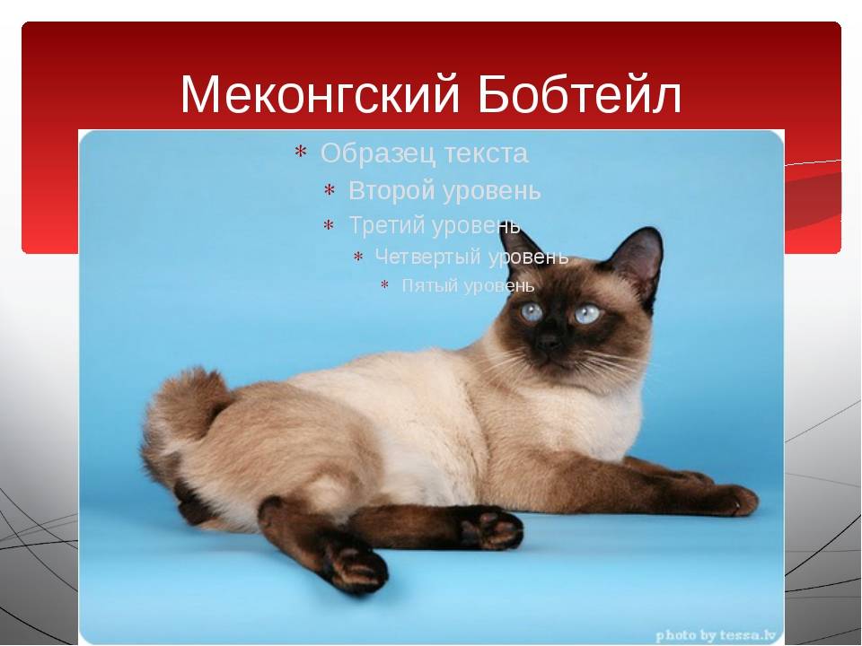 Радость с коротким хвостом — меконгский бобтейл