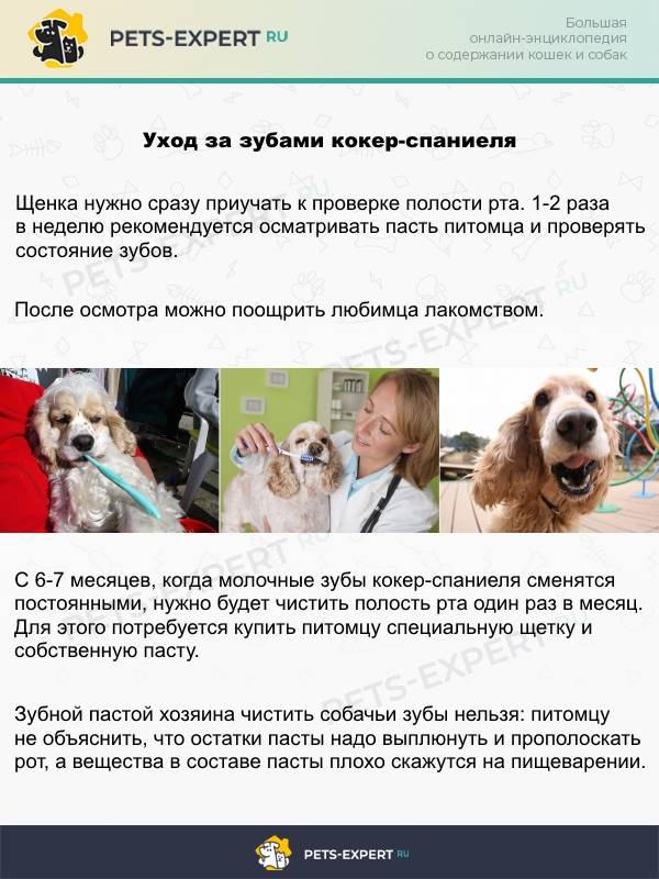 Кокер спаниель - уход и содержание в домашних условиях, в квартире, частном доме