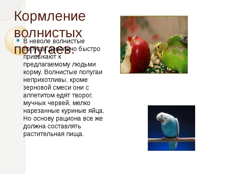 Какие фрукты можно давать попугаю | как приучить попугая к фруктам