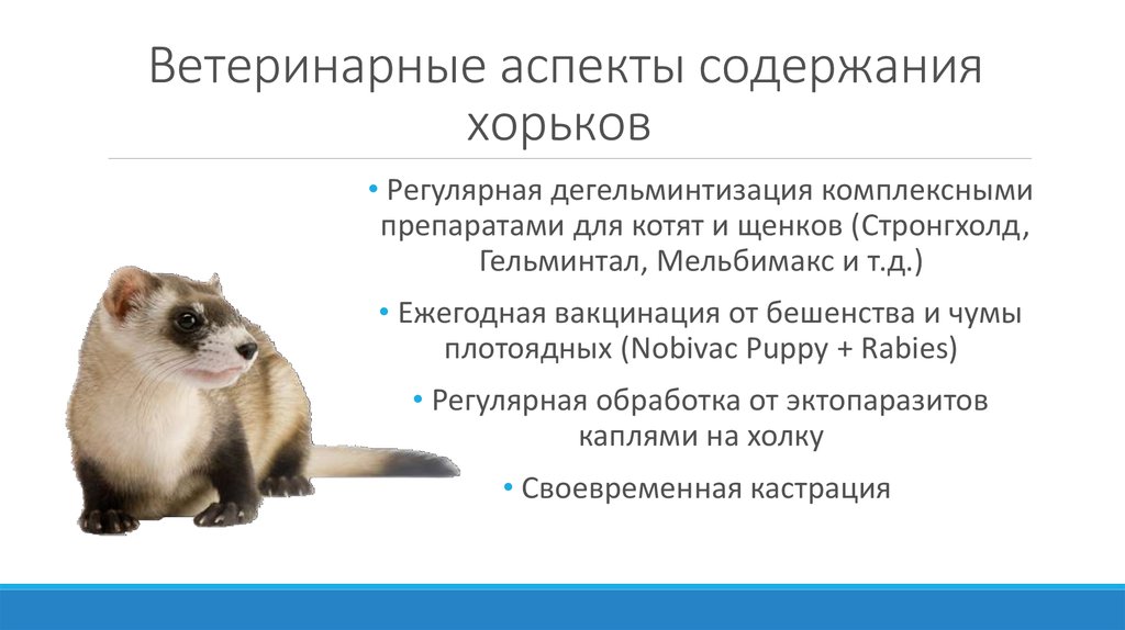 Какие прививки нужно делать хорьку: сроки вакцинации — selok.info