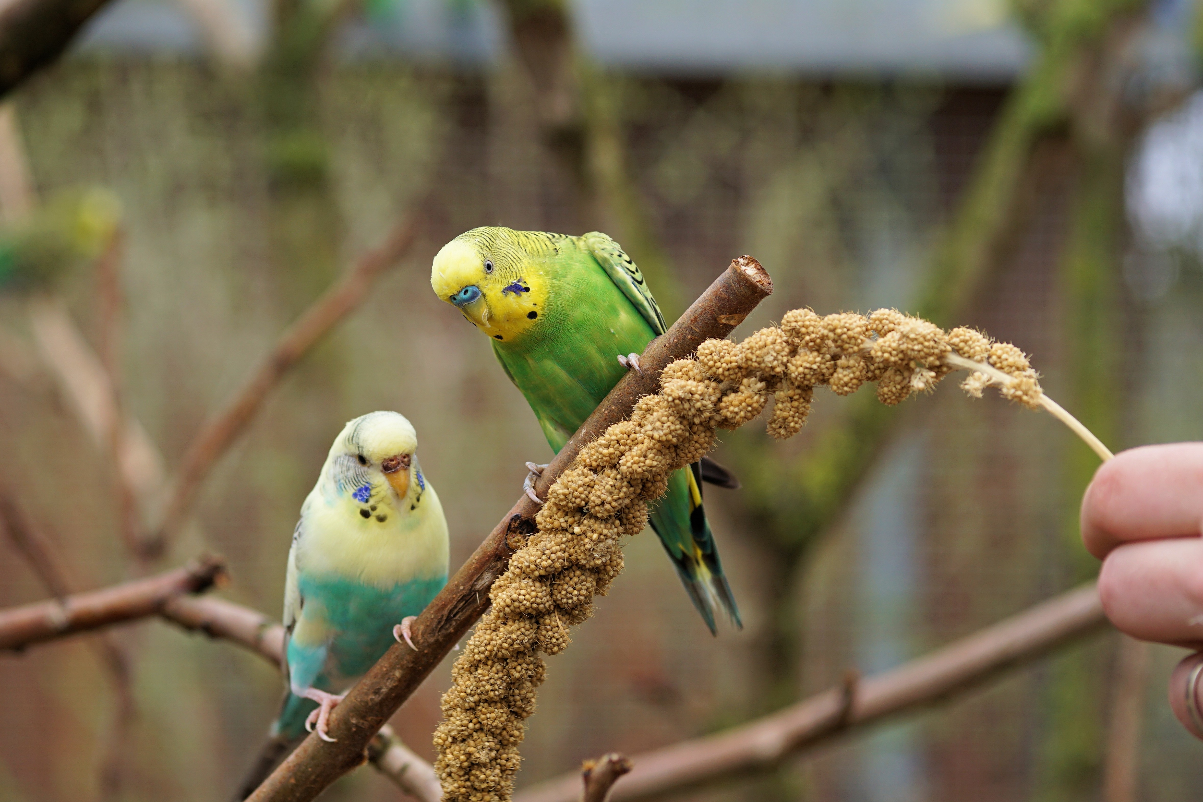Волнистые попугайчики: интересные факты