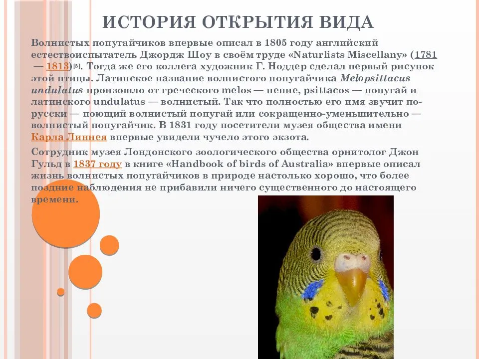 Интересные факты о попугаях. самые-самые