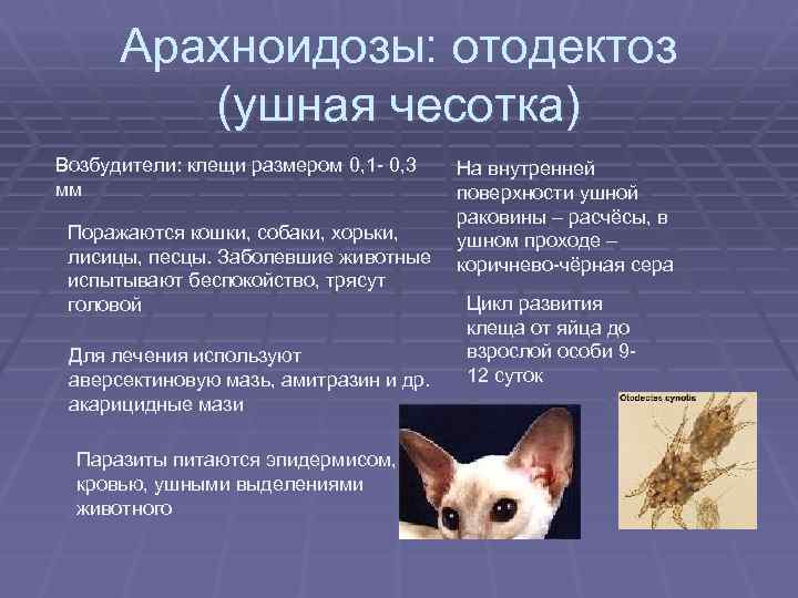 Капли от ушного клеща для кошек