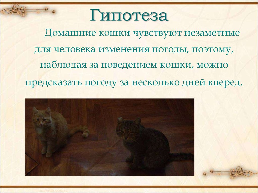 Кошачьи странности: как объяснить необычные привычки животного?