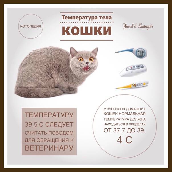 Как правильно измерить температуру у кошки, термометры и инструкция