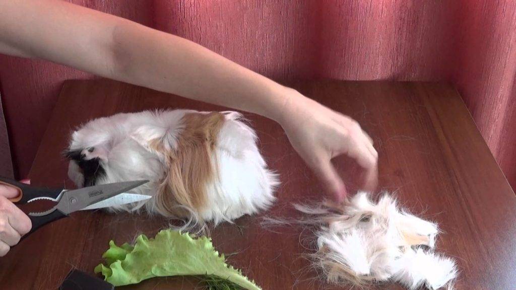 Как обрезать когти у морской свинки: 15 шагов
