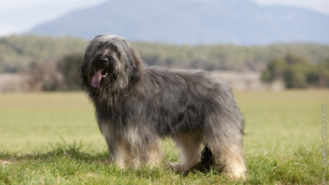 Каталонская овчарка – смелая, умная и энергичная порода собак | огородники