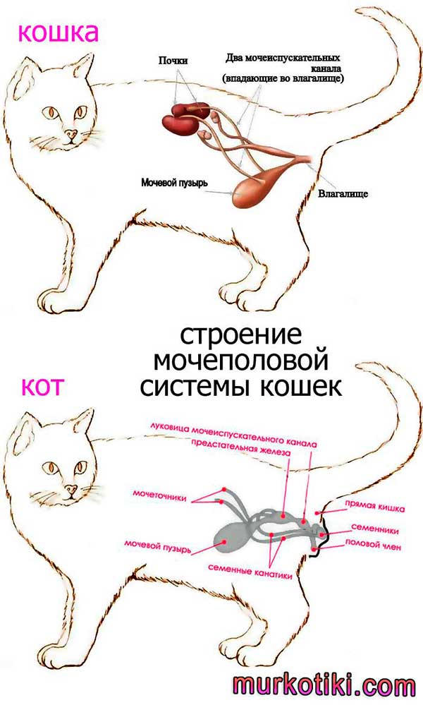 Мочекаменнная болезнь у кошек - ее симптомы и лечение. | лапа помощи | дзен