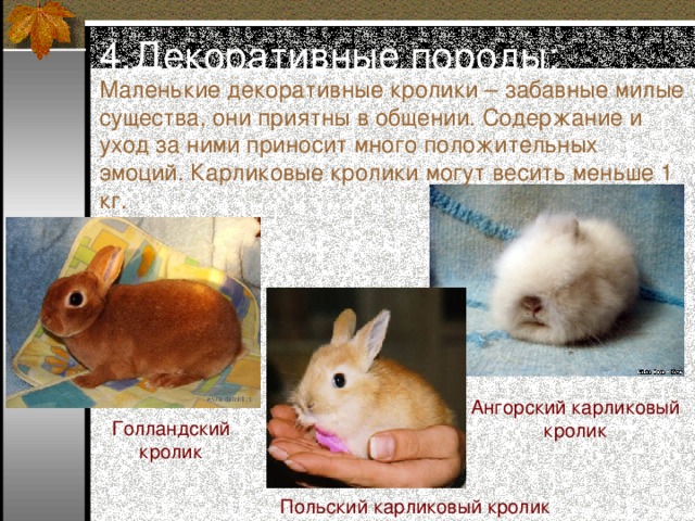 В чем различия между обычными и декоративными кроликами и как их отличить