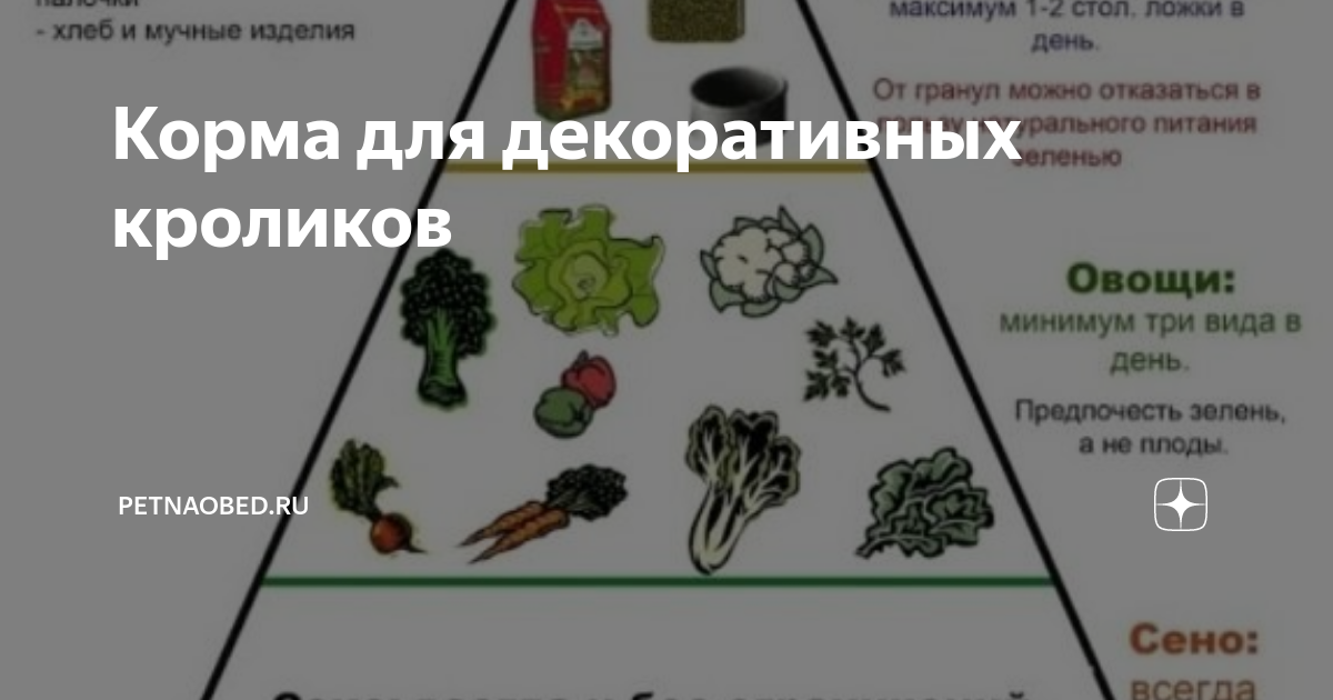 Чем можно и нельзя кормить декоративного кролика в домашних условиях