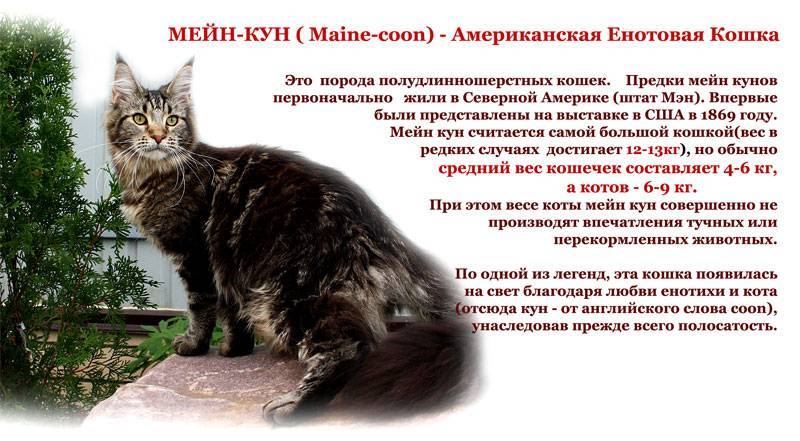 Порода кошек мейн-кун – дружелюбные гиганты. описание и фото породы мейн-кун