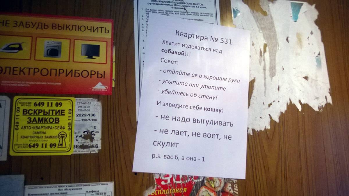Что делать, если у соседей лает собака: алгоритм действий