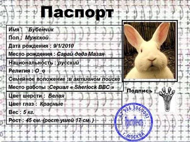 Имя для кролика девочки — имена для крольчат