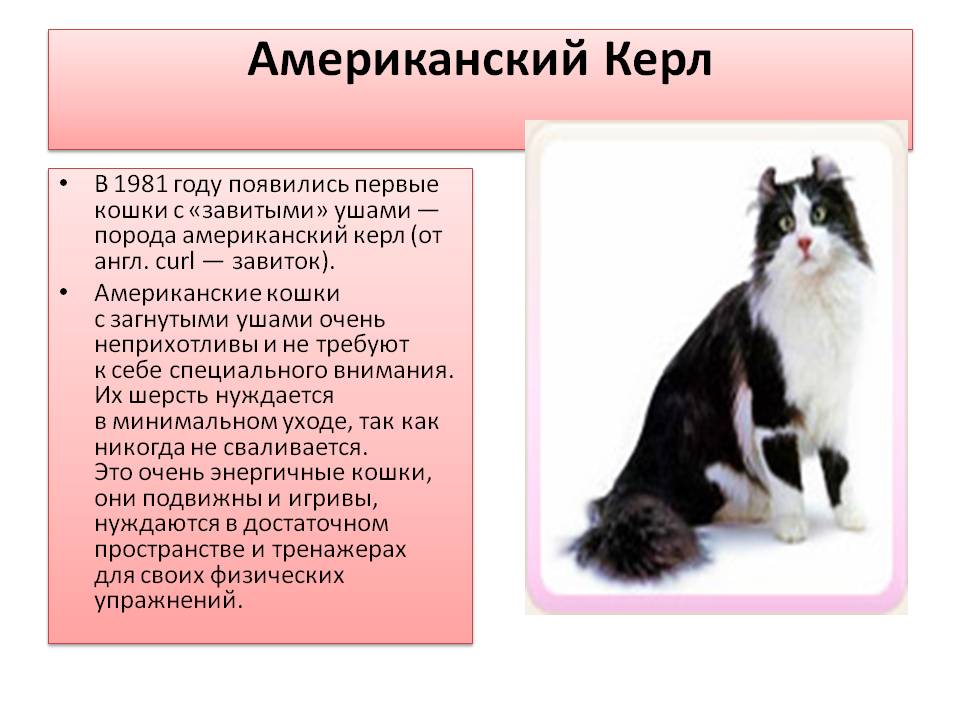 Американский керл: описание и характер породы кошек, уход
