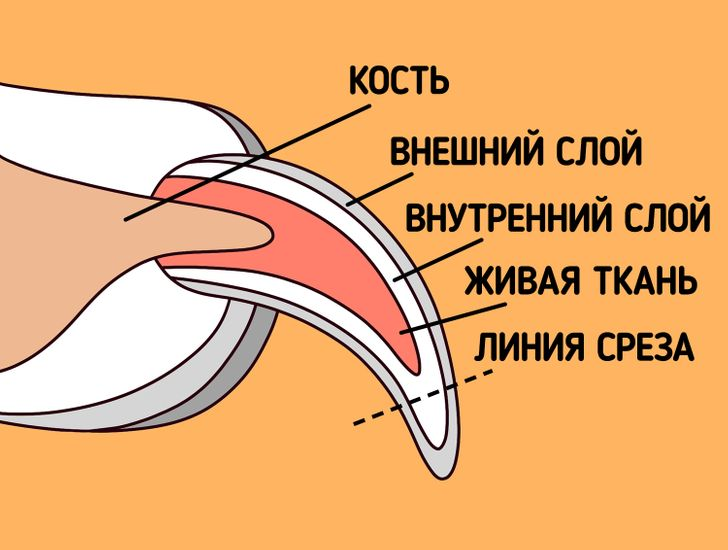 Как стричь когти щенку. Как обстричь когти собаки. Как правильно обрезать когти собаке. Как правильно обрезать когти собаке в домашних условиях. Как Стирич Конти сотвке.