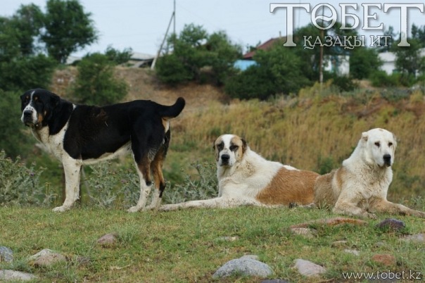 Собака казахской породы тобет