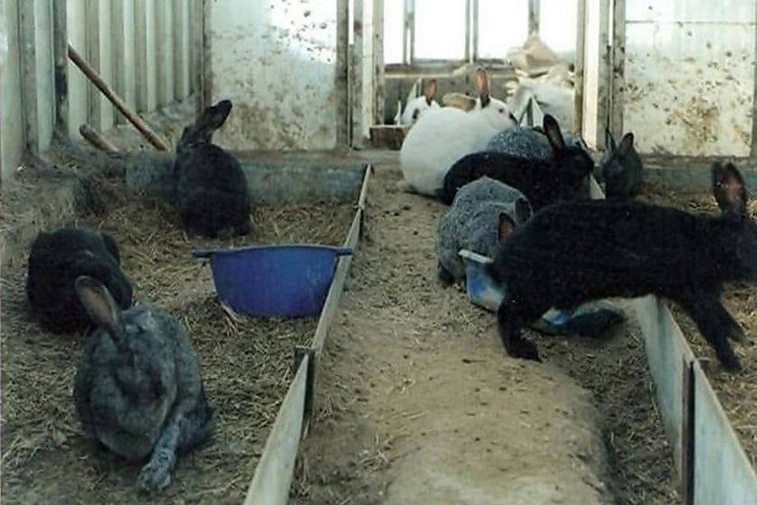 Содержание кроликов на улице круглый год в клетках