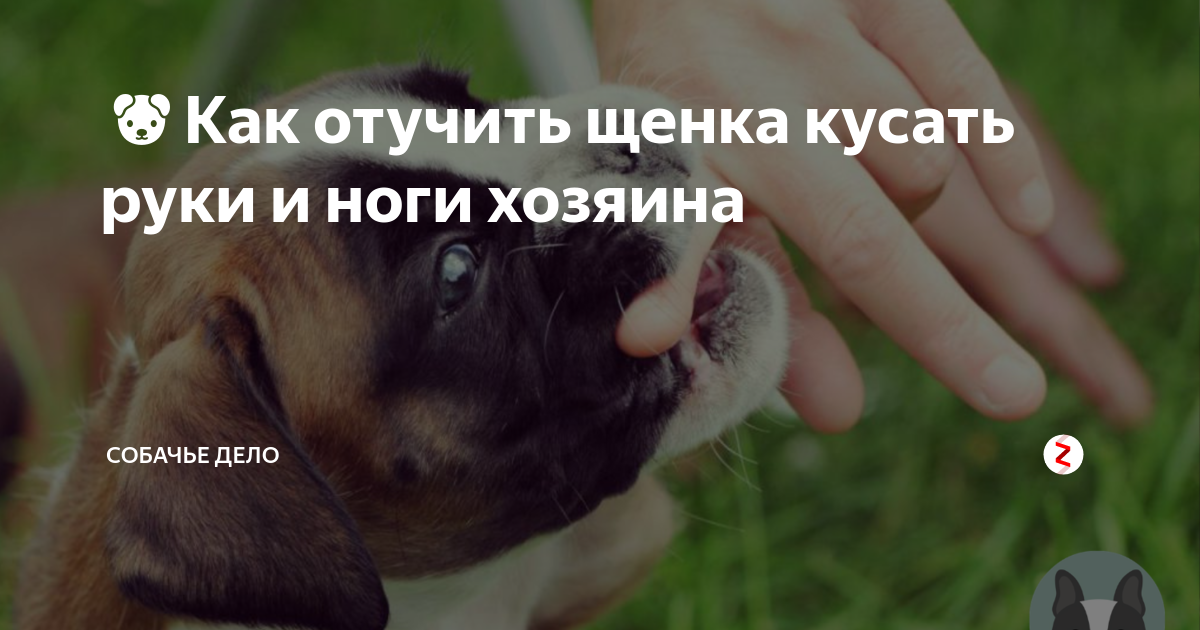 Как отучить котёнка кусаться и царапаться